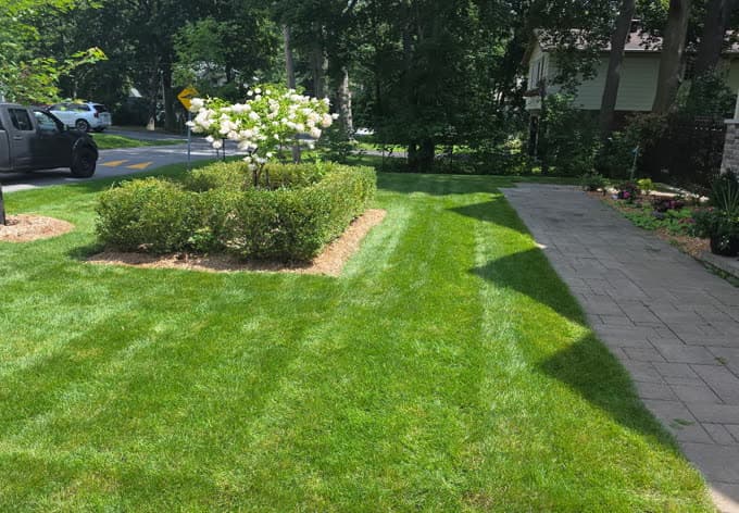 Parterre avant entretenu avec plate-bande arrondie, arbuste fleuri et allée de pavés