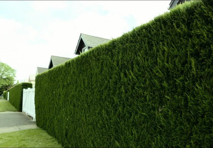 Haute haie de cèdres taillée le long d'une allée résidentielle