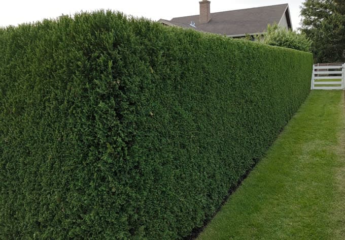 Grande haie de cèdres taillée en angle droit près d'une maison